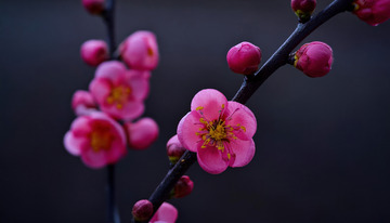 朦胧背景的梅花