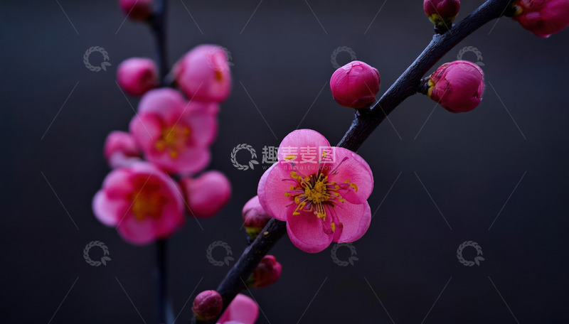 朦胧背景的梅花