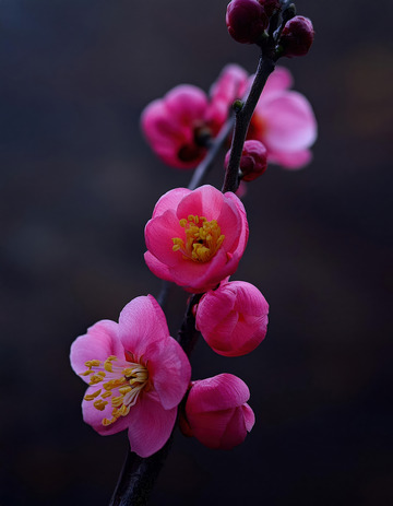 冬日里的俏梅花