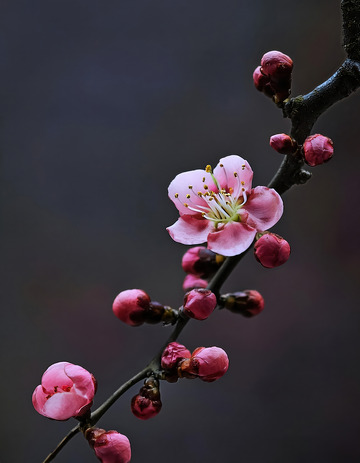 富有诗意的梅花