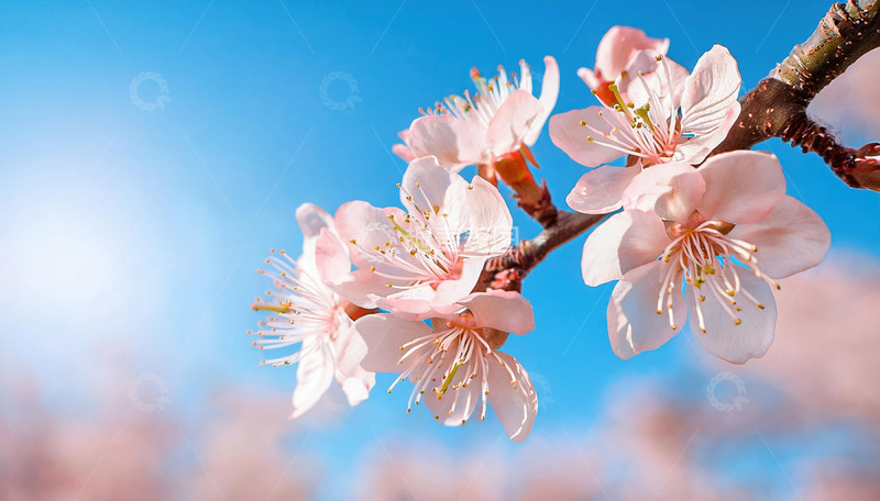 宁静氛围的杏花