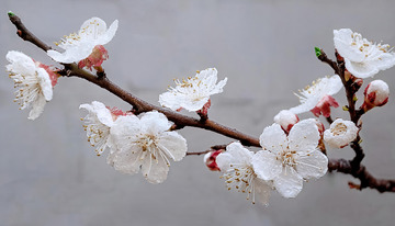 烂漫的杏花风光2