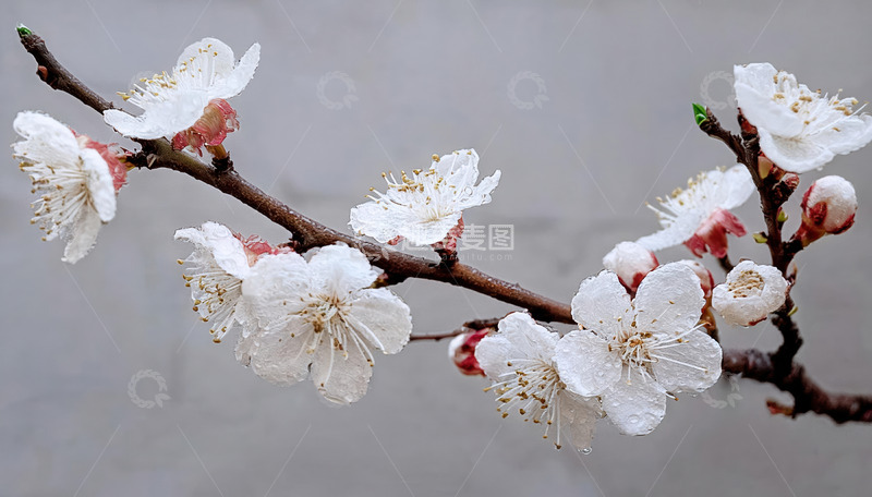 烂漫的杏花风光2