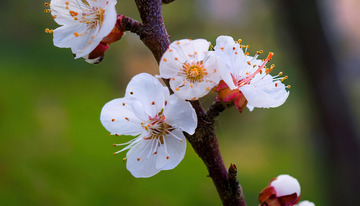富有诗意的杏花