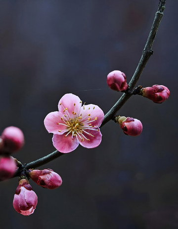 柔和光线下的梅花