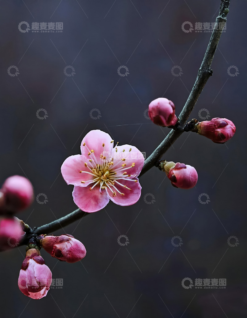 高清大图下载【趣麦麦图】柔和光线下的梅花