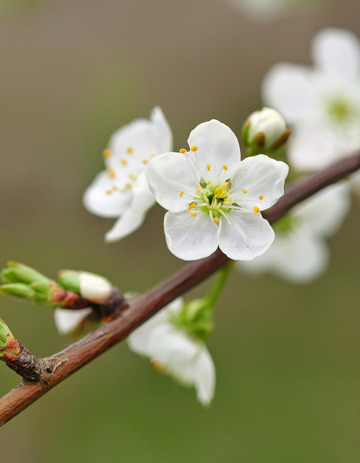 绿蓝间的白樱花