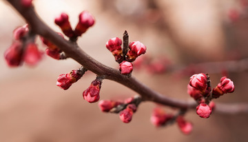 唯美的杏花画面
