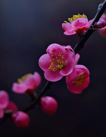 典雅的梅花花朵