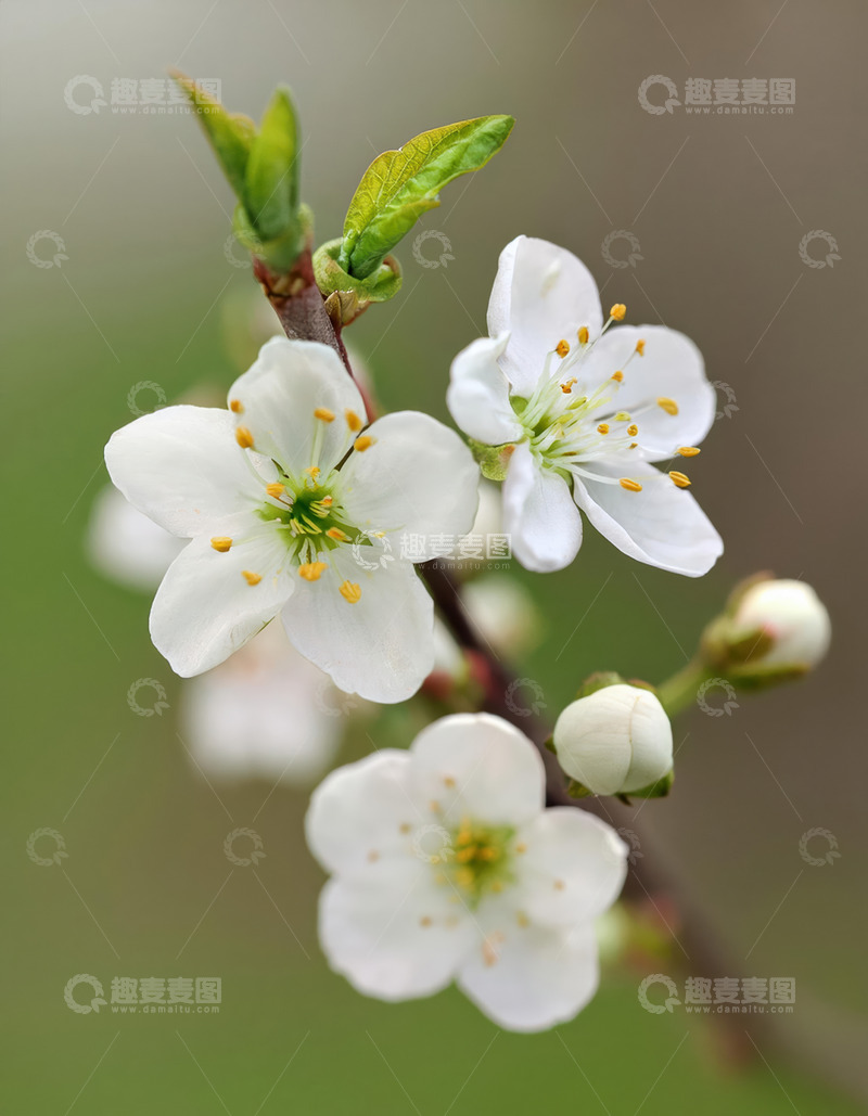 绿蓝背景樱花图