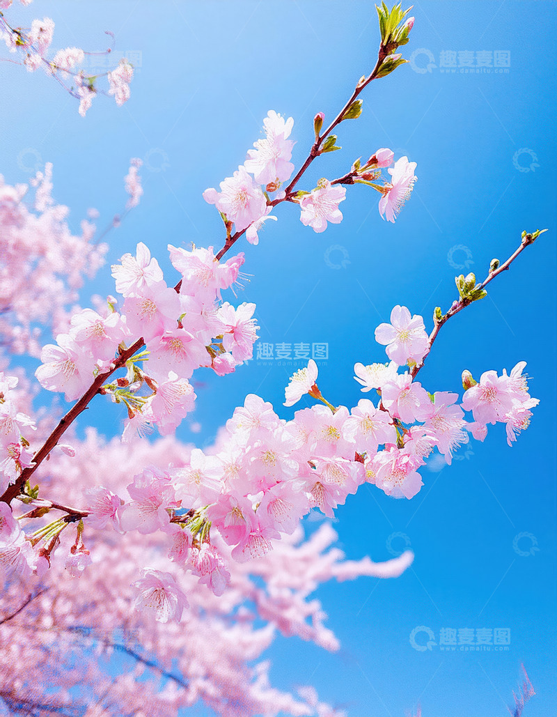 高清大图下载【趣麦麦图】蓝天背景樱花图1