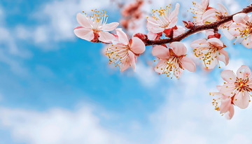 富有诗意的杏花1