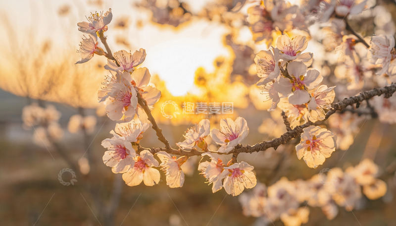 高清大图下载【趣麦麦图】春日里的杏花景