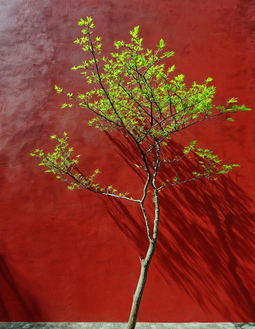 红墙背景树姿态