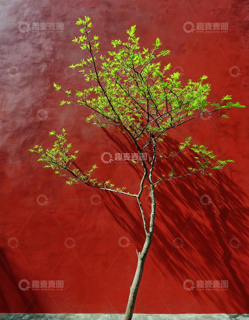 高清大图下载【趣麦麦图】红墙背景树姿态