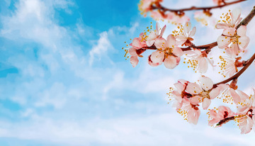 娇美的杏花花朵1