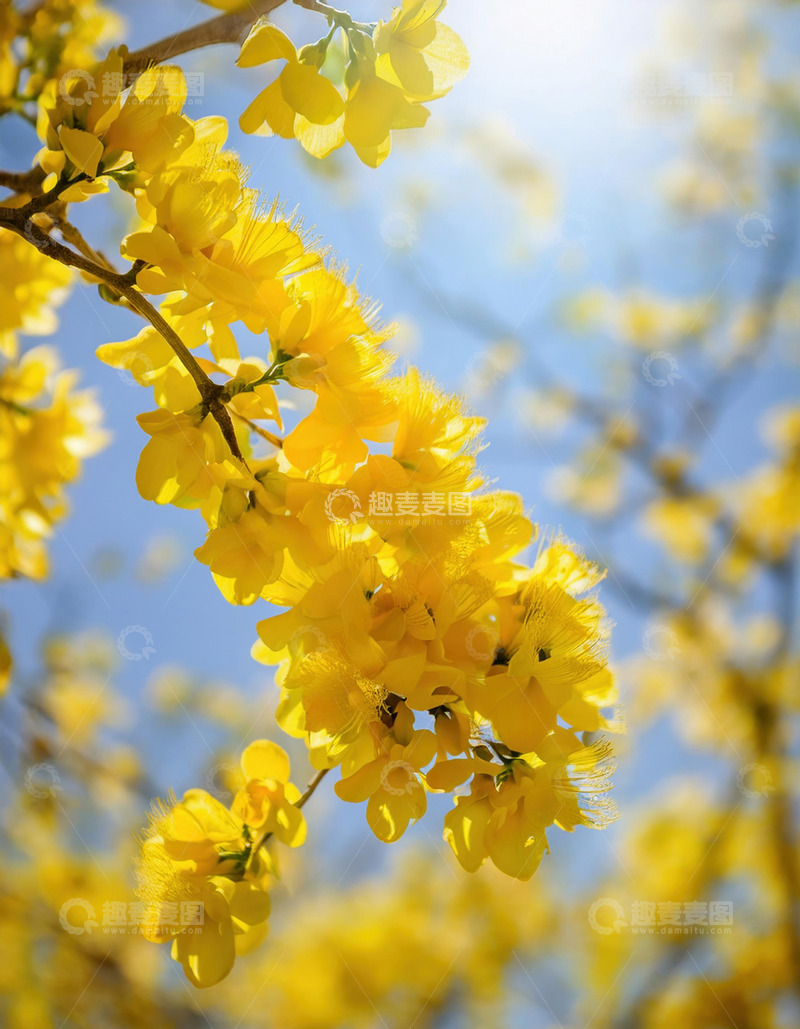 蓝天下盛开的黄色花朵的图片阳光洒在花朵上显得生机勃勃