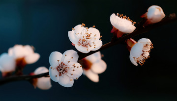 粉白相间的杏花1