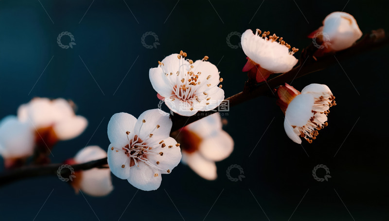 高清大图下载【趣麦麦图】粉白相间的杏花1