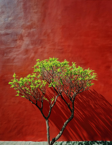 光影中的紫禁树