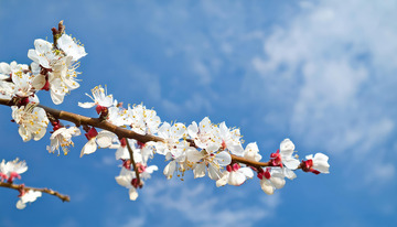 粉白相间的杏花