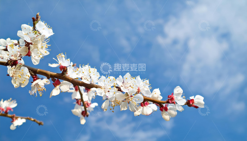 高清大图下载【趣麦麦图】粉白相间的杏花