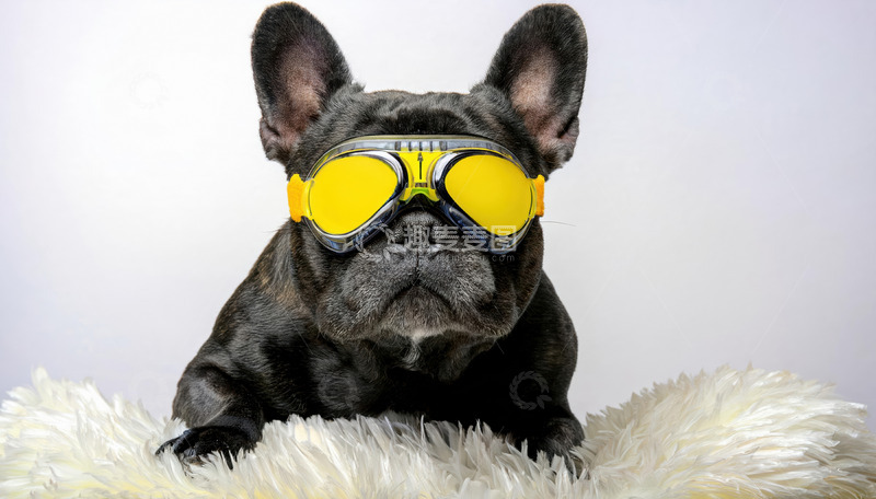 高清大图下载【趣麦麦图】俏皮感斗牛犬