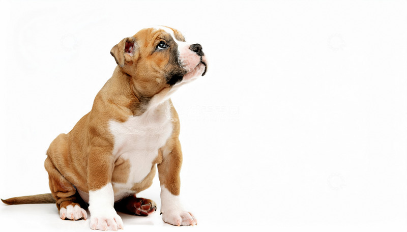 高清大图下载【趣麦麦图】斗牛犬的温馨时刻