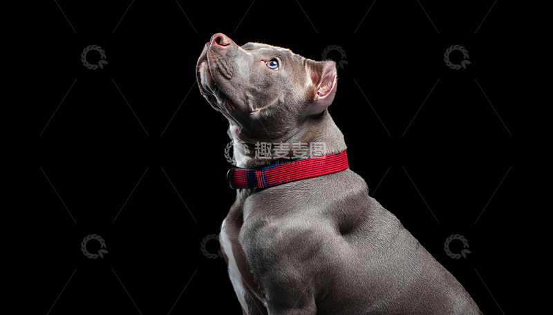 高清大图下载【趣麦麦图】探寻斗牛犬的萌点