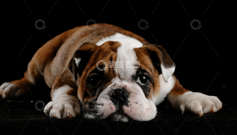 遇见萌系斗牛犬