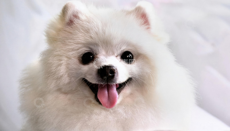 博美犬的可爱魅力