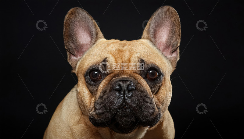 高清大图下载【趣麦麦图】遇见萌系斗牛犬1