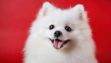 博美犬的可爱印象