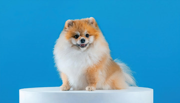 博美犬的纯真魅力 