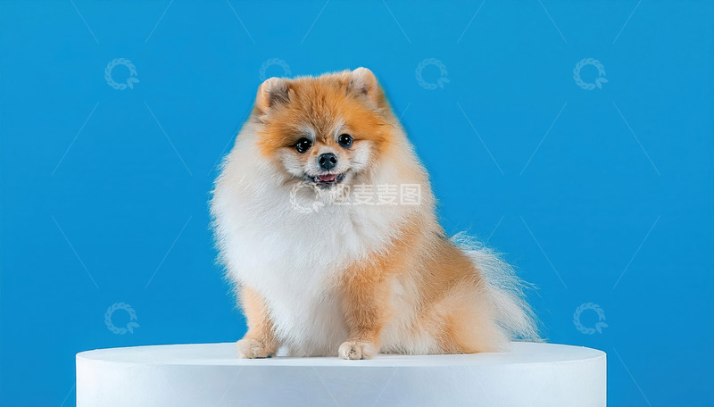 高清大图下载【趣麦麦图】博美犬的纯真魅力 