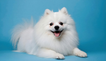 博美犬的萌动瞬间