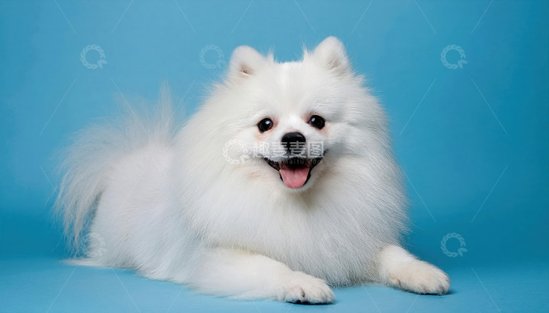 博美犬的萌动瞬间