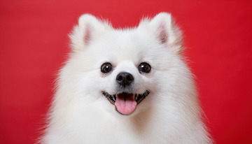 博美犬的灵动瞬间