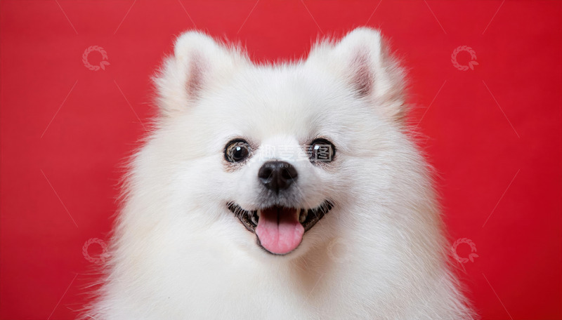 高清大图下载【趣麦麦图】博美犬的灵动瞬间