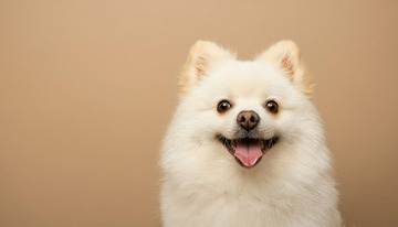 博美犬的灵动瞬间1