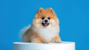 治愈系博美犬影像