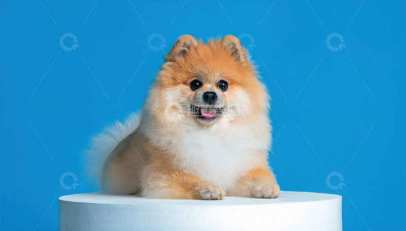 治愈系博美犬影像