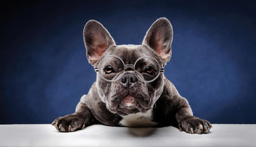 时尚范斗牛犬