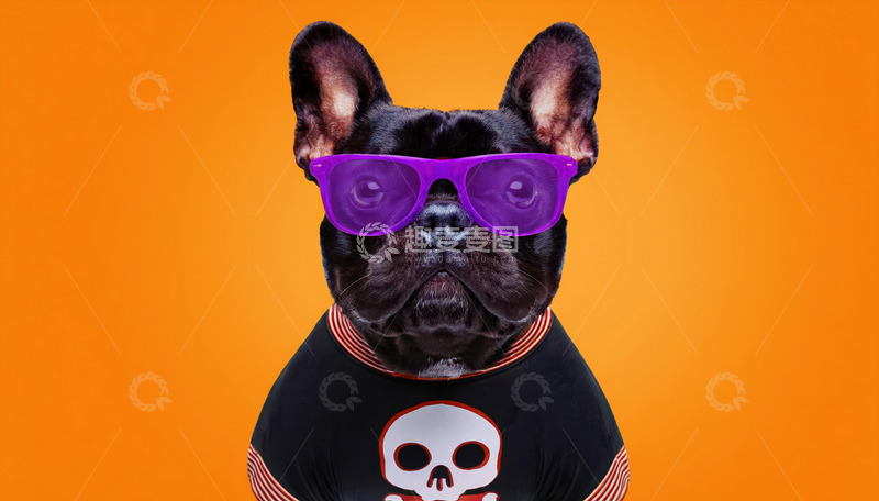 高清大图下载【趣麦麦图】摩登斗牛犬亮相