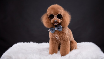 一只戴着浅蓝色领结坐在白色毛绒上的棕色贵宾犬图片2