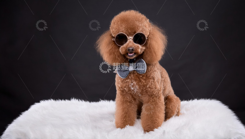 高清大图下载【趣麦麦图】一只戴着浅蓝色领结坐在白色毛绒上的棕色贵宾犬图片2