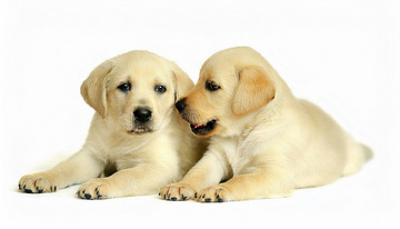 拉布拉多幼犬相互依偎