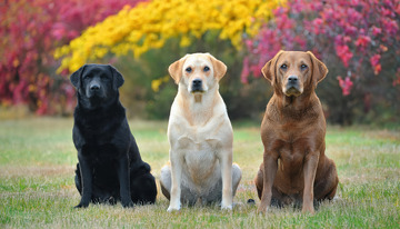 不同毛色的拉布拉多犬整齐坐在花丛草地前的图片