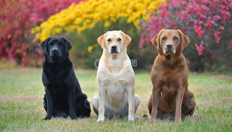 高清大图下载【趣麦麦图】不同毛色的拉布拉多犬整齐坐在花丛草地前的图片