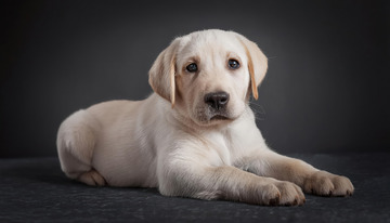 浅黄毛色的拉布拉多幼犬趴在深色背景上的图片